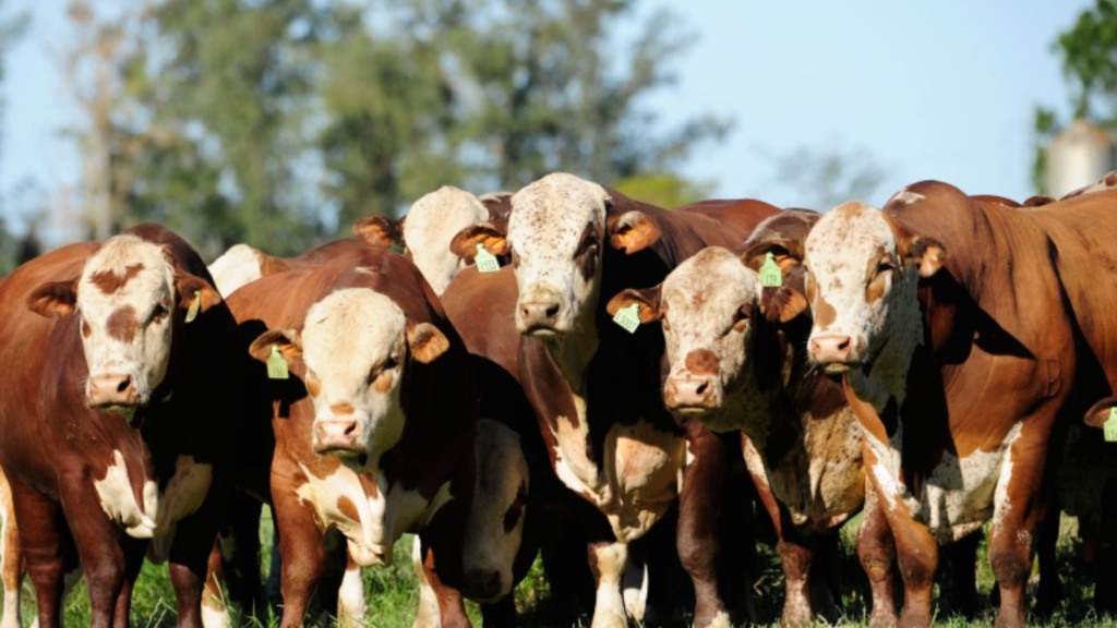 Braford: Ministério da Agricultura aprova mudança no regulamento da raça (Foto: Divulgação). Braford: Ministério da Agricultura aprova mudança no regulamento da raça (Foto: Divulgação).