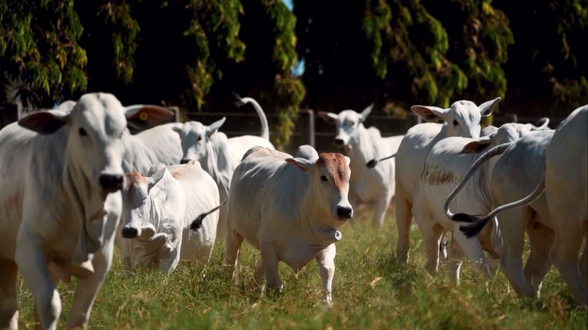 Foto: Reprodução/Giro do Boi.