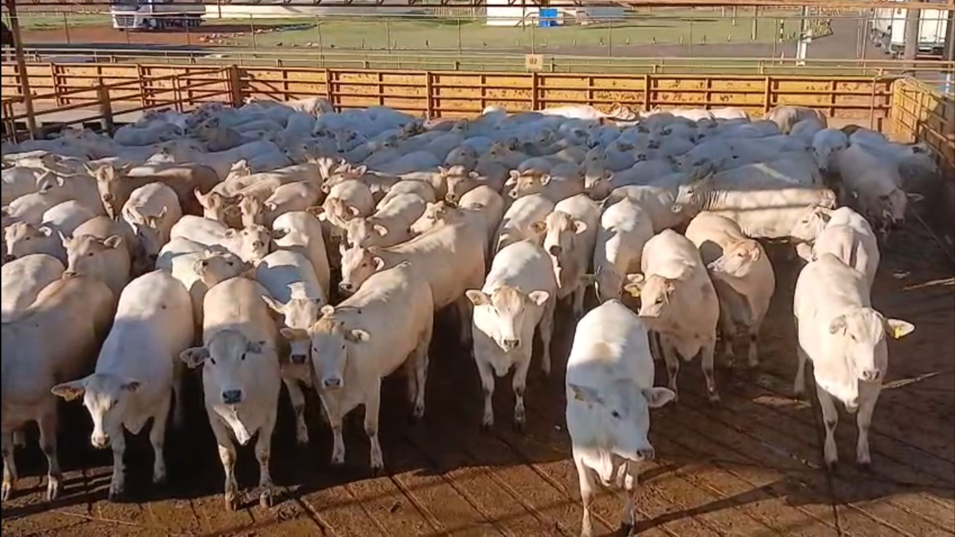 Novilhas 100% jovens no Protocolo 1953 chegam a 19@ em MS (Foto: Reprodução).