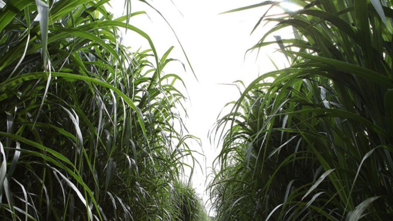 Capim-elefante ganha novo impulso em pesquisa genética da Embrapa (Foto: Divulgação/Embrapa).