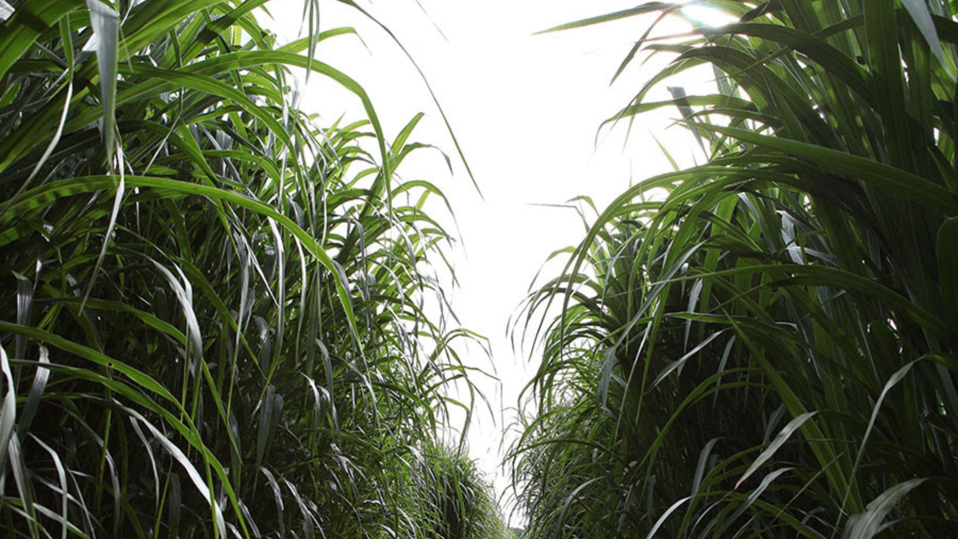 Capim-elefante ganha novo impulso em pesquisa genética da Embrapa (Foto: Divulgação/Embrapa).