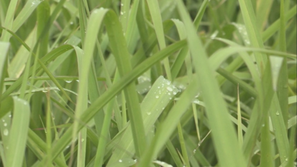 Reforma de pastagem: como escolher o capim certo para o período seco? (Foto: Reprodução/Giro do Boi). Reforma de pastagem: como escolher o capim certo para o período seco? (Foto: Reprodução/Giro do Boi).