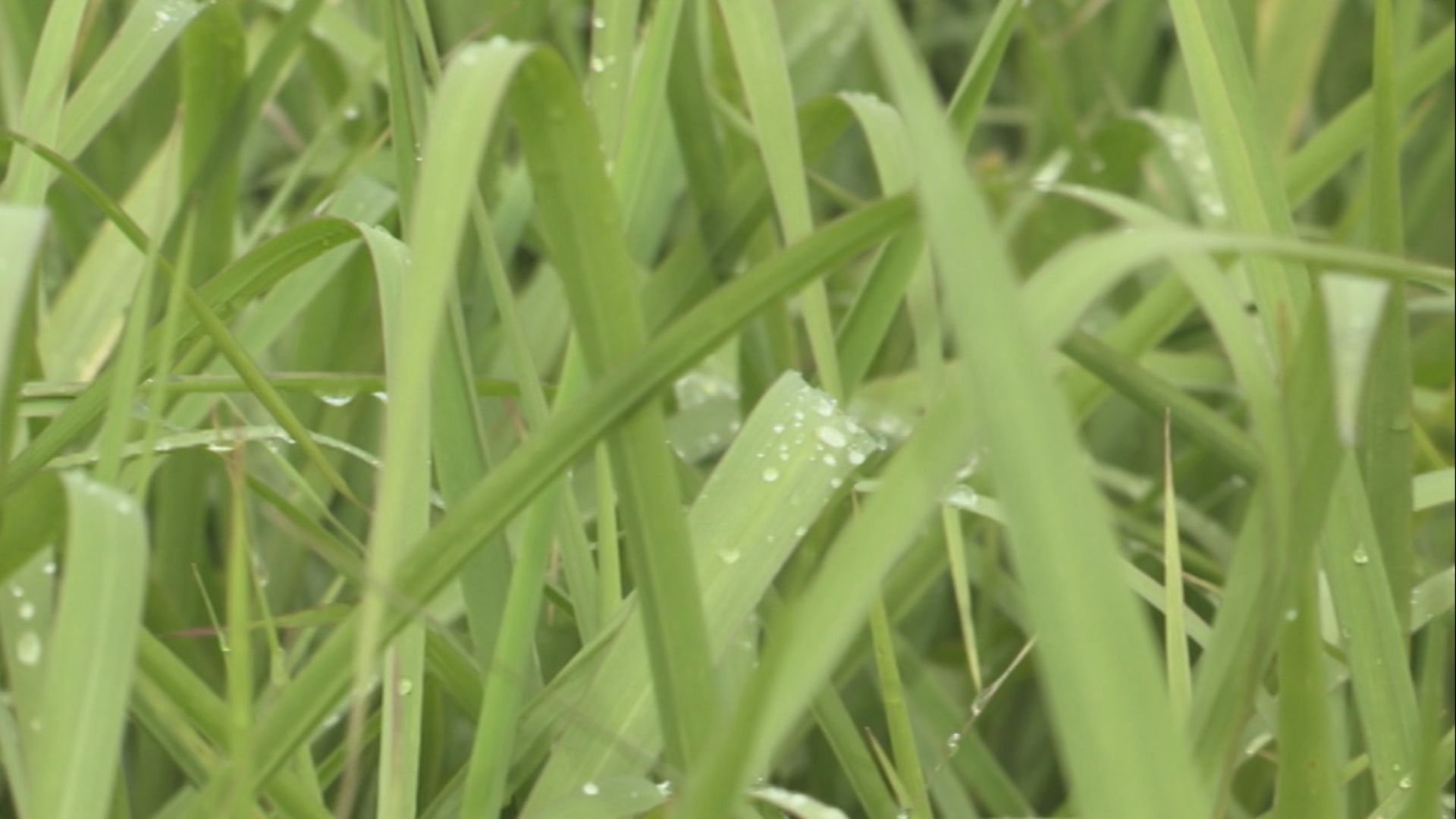 Reforma de pastagem: como escolher o capim certo para o período seco? (Foto: Reprodução/Giro do Boi).