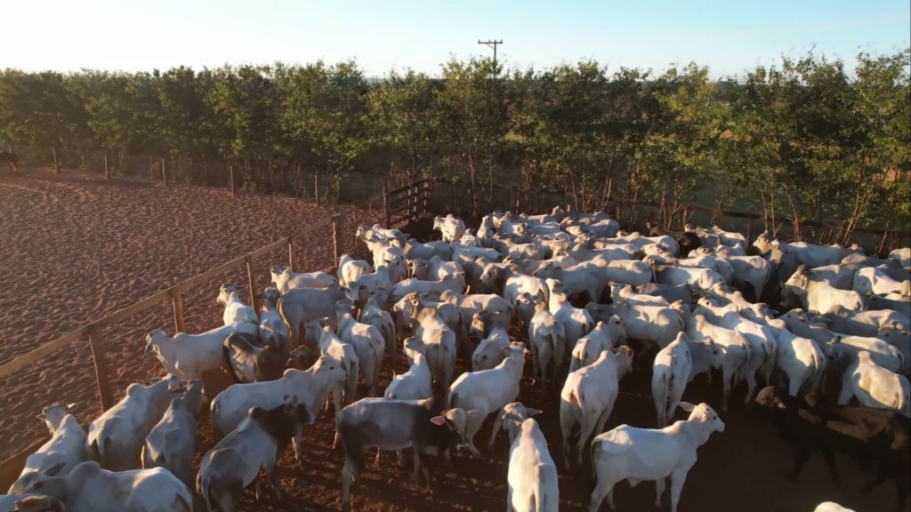 Confinamento: custos sobem em Goiás e caem em SP, segundo índice (Foto: Divulgação). Confinamento: custos sobem em Goiás e caem em SP, segundo índice (Foto: Divulgação).