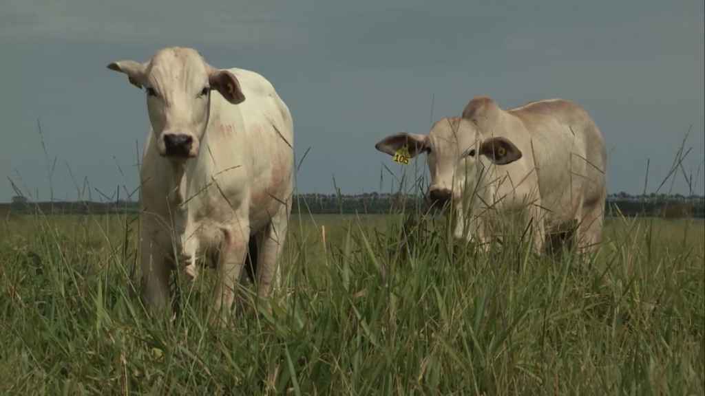 Como calcular lotação por cabeça e por hectare na pecuária (Foto: Reprodução/Giro do Boi).
