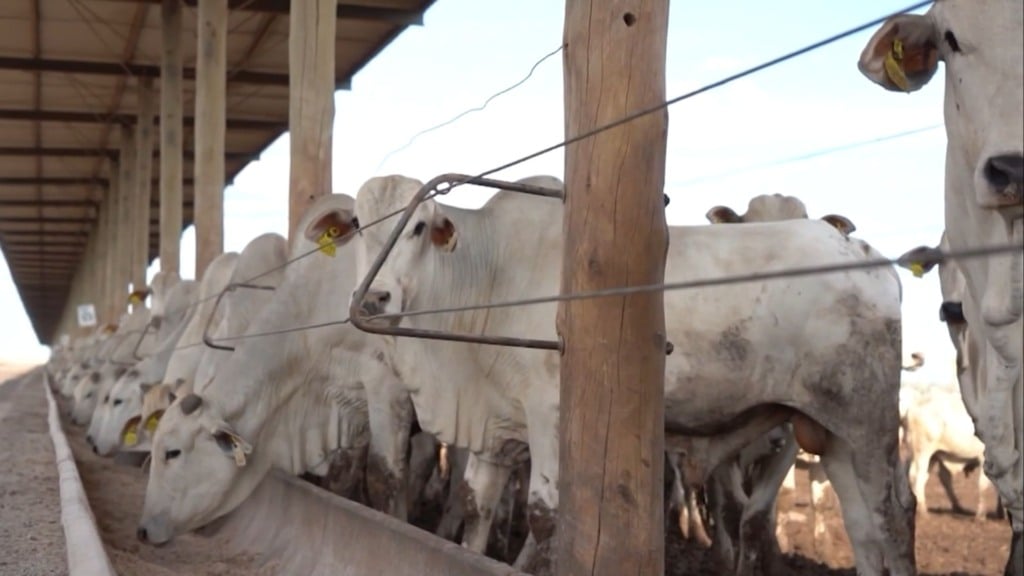 Foto: Reprodução/Giro do Boi. Foto: Reprodução/Giro do Boi.