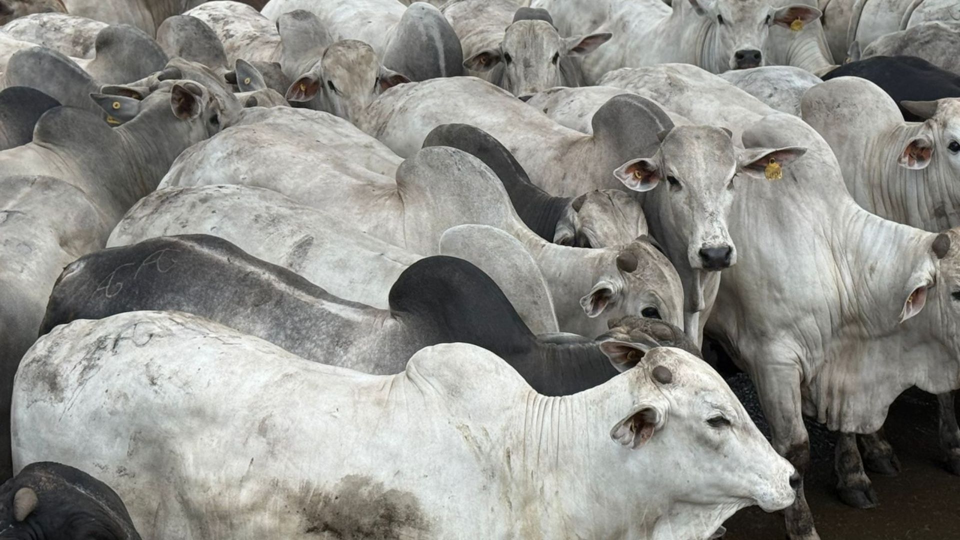 Cáceres (MT): boiada jovem chega a quase 23@. Foto: Divulgação.