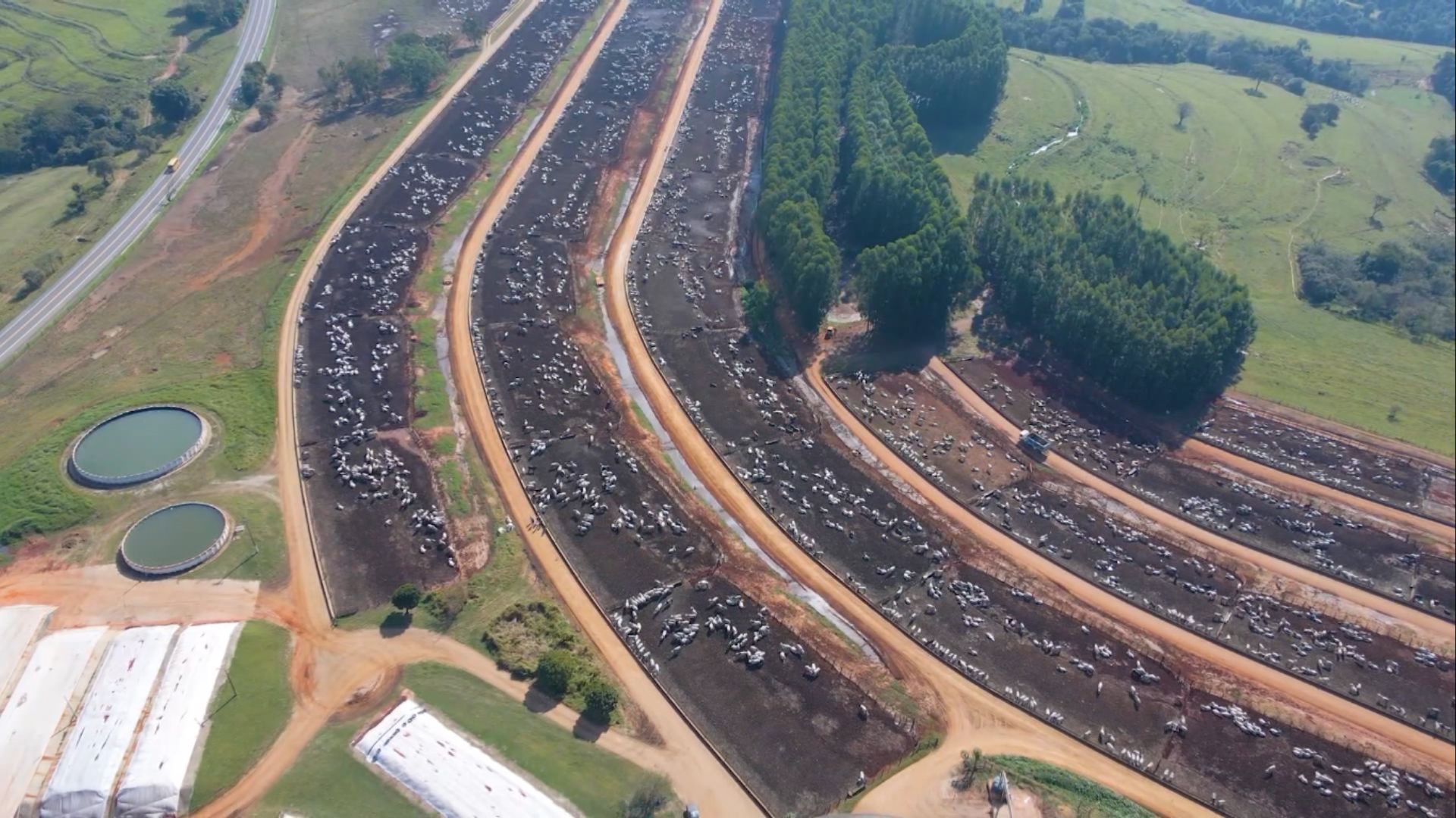 Emissões do agro têm leve queda, mas pecuária responde por 29% do total, diz Imaflora (Foto: Reprodução/Giro do Boi).