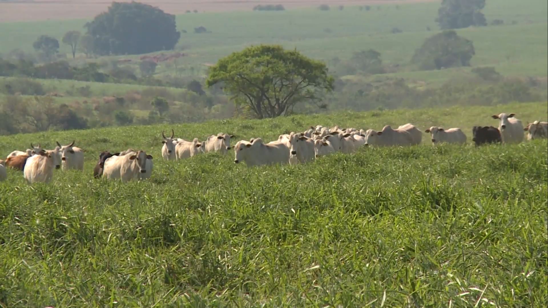 Senar e Faesp lançam programa “Saúde no Campo” em São Paulo (Foto: Reprodução/Giro do Boi).