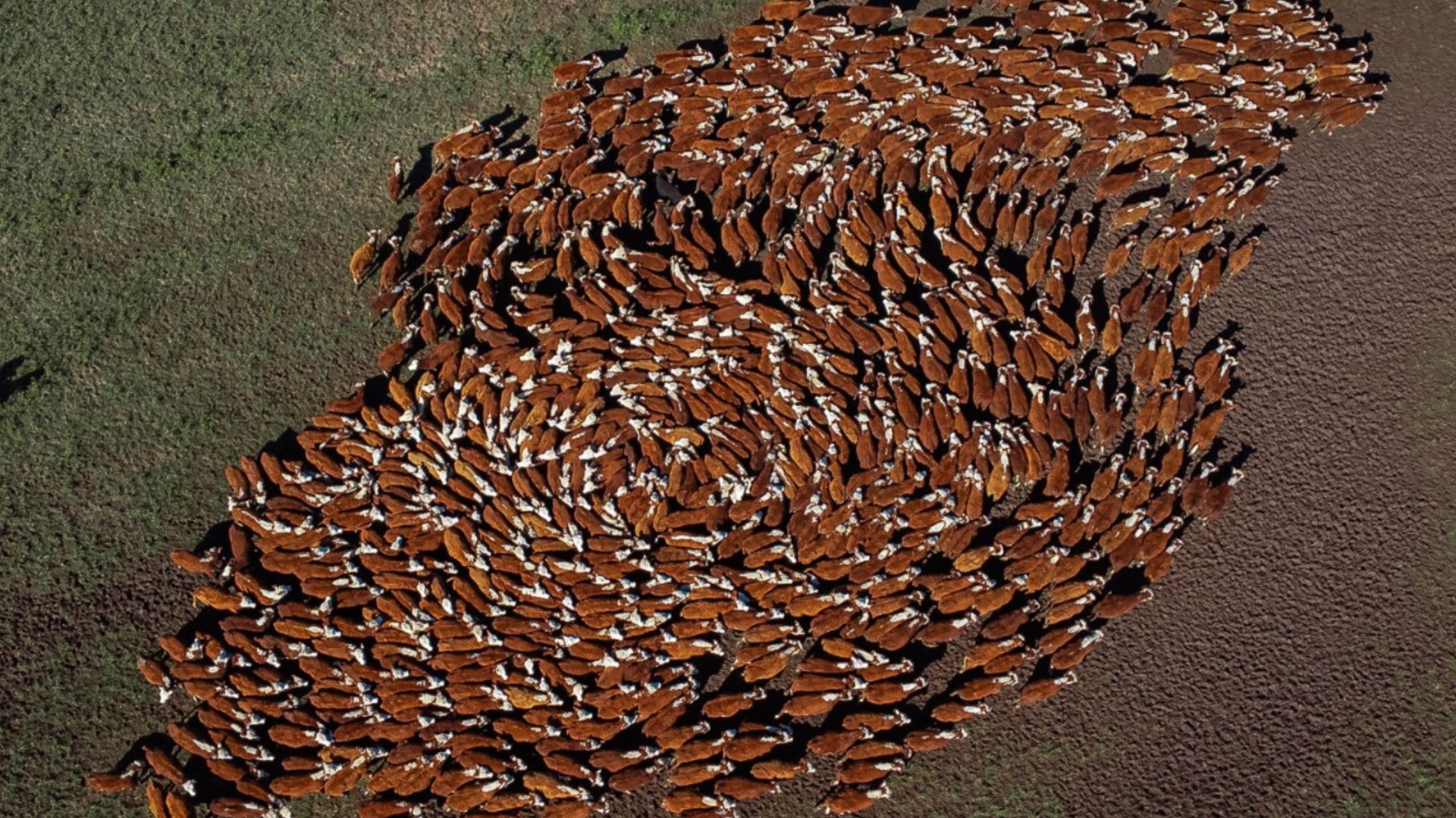 ABHB celebra a marca de um milhão de animais registrados (Foto: Lucas Nunes/Divulgação).