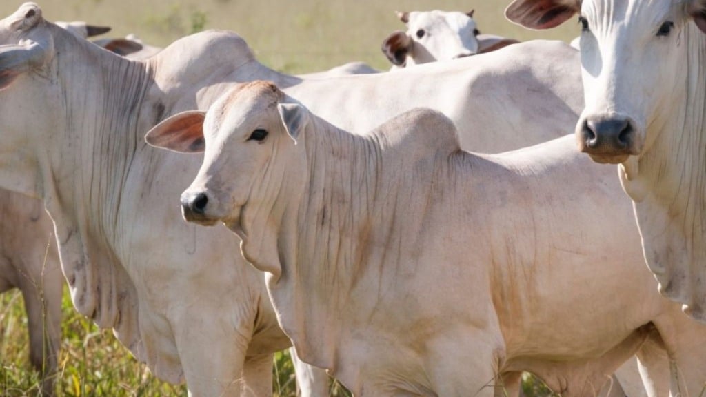 Declaração de rebanho: segunda etapa da campanha da Iagro em MS já está em vigor; saiba mais (Foto: Divulgação/Iagro).