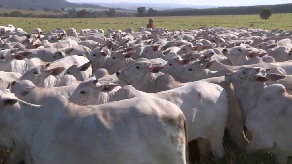 Pasto na seca: como garantir a nutrição eficiente das vacas? (Foto: Reprodução/Giro do Boi). Pasto na seca: como garantir a nutrição eficiente das vacas? (Foto: Reprodução/Giro do Boi).
