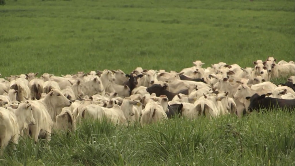 Foto: Reprodução/Giro do Boi. Foto: Reprodução/Giro do Boi.