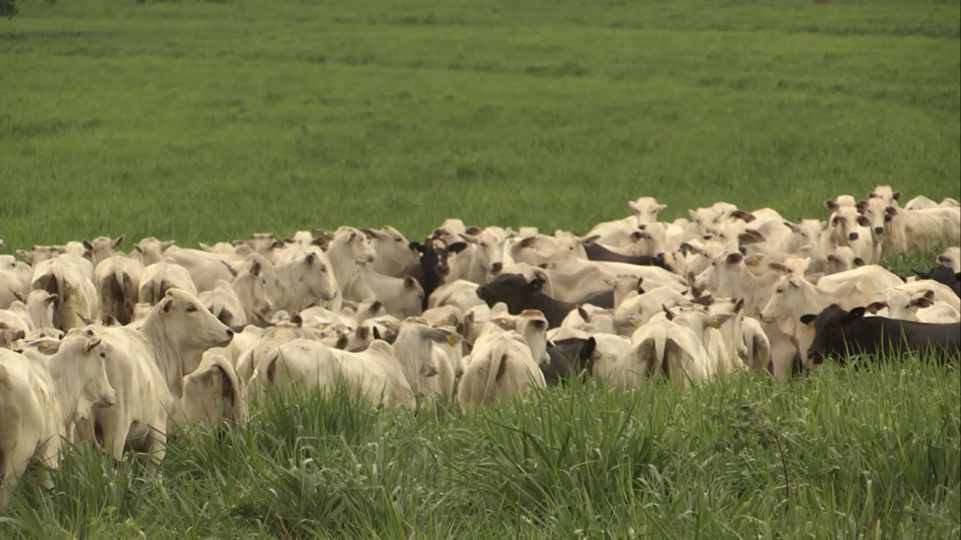 Foto: Reprodução/Giro do Boi.