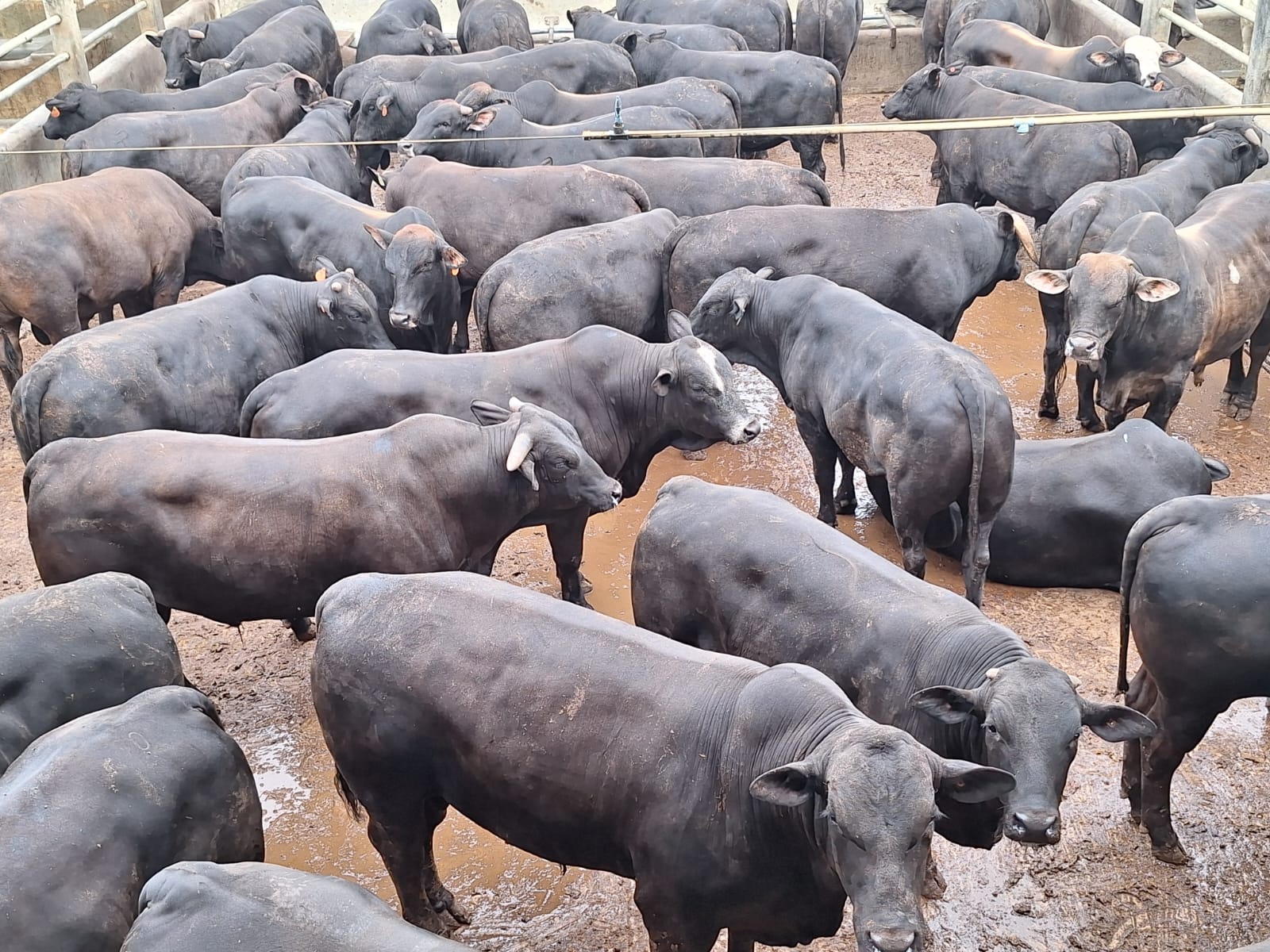 Novilhas no Protocolo 1953 chegam a 15@ na BA (Foto: Divulgação).