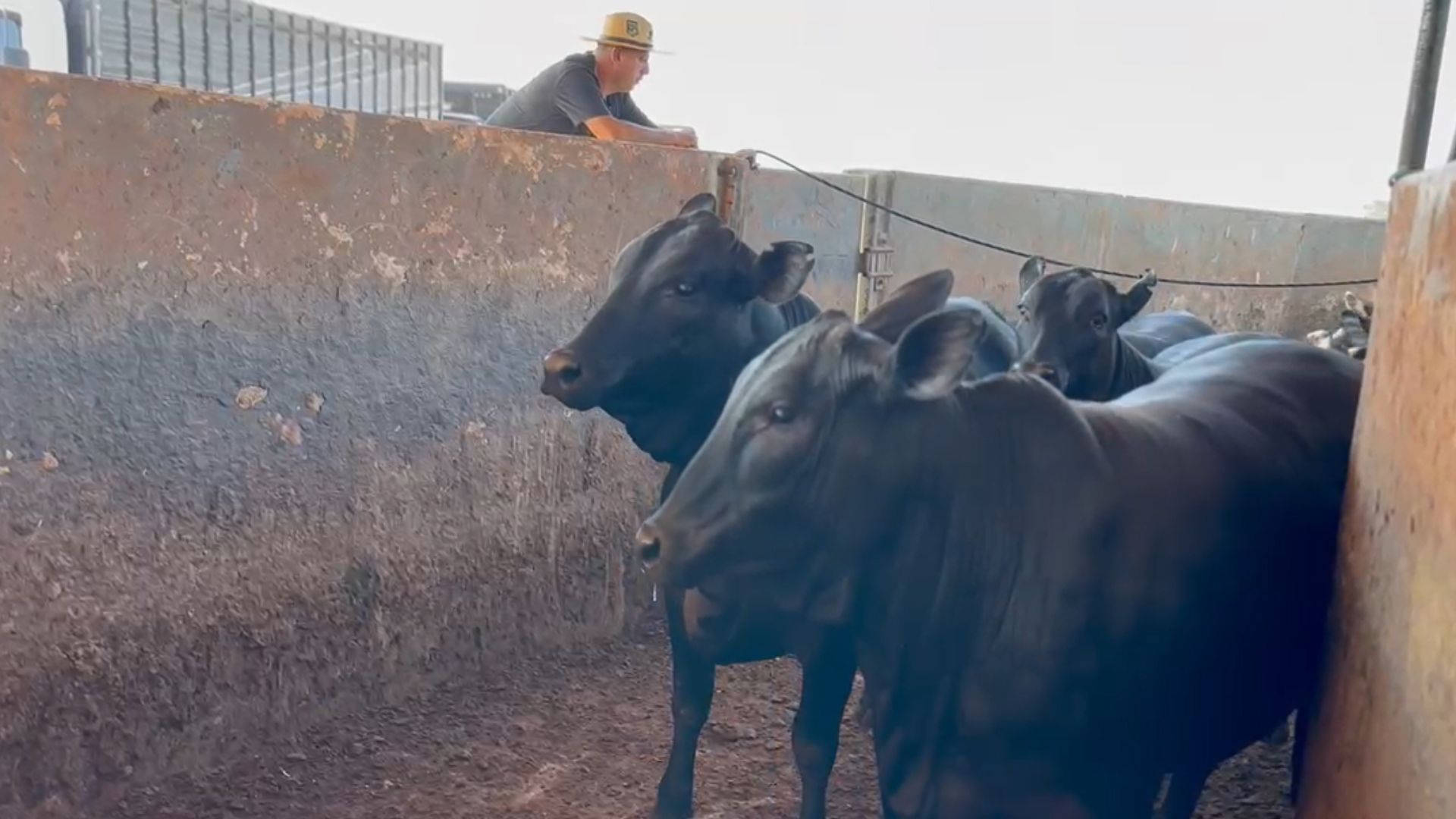 Etapa de Itapetinga (BA) tem mais de mil animais em disputa; veja vencedores (Foto: Divulgação).