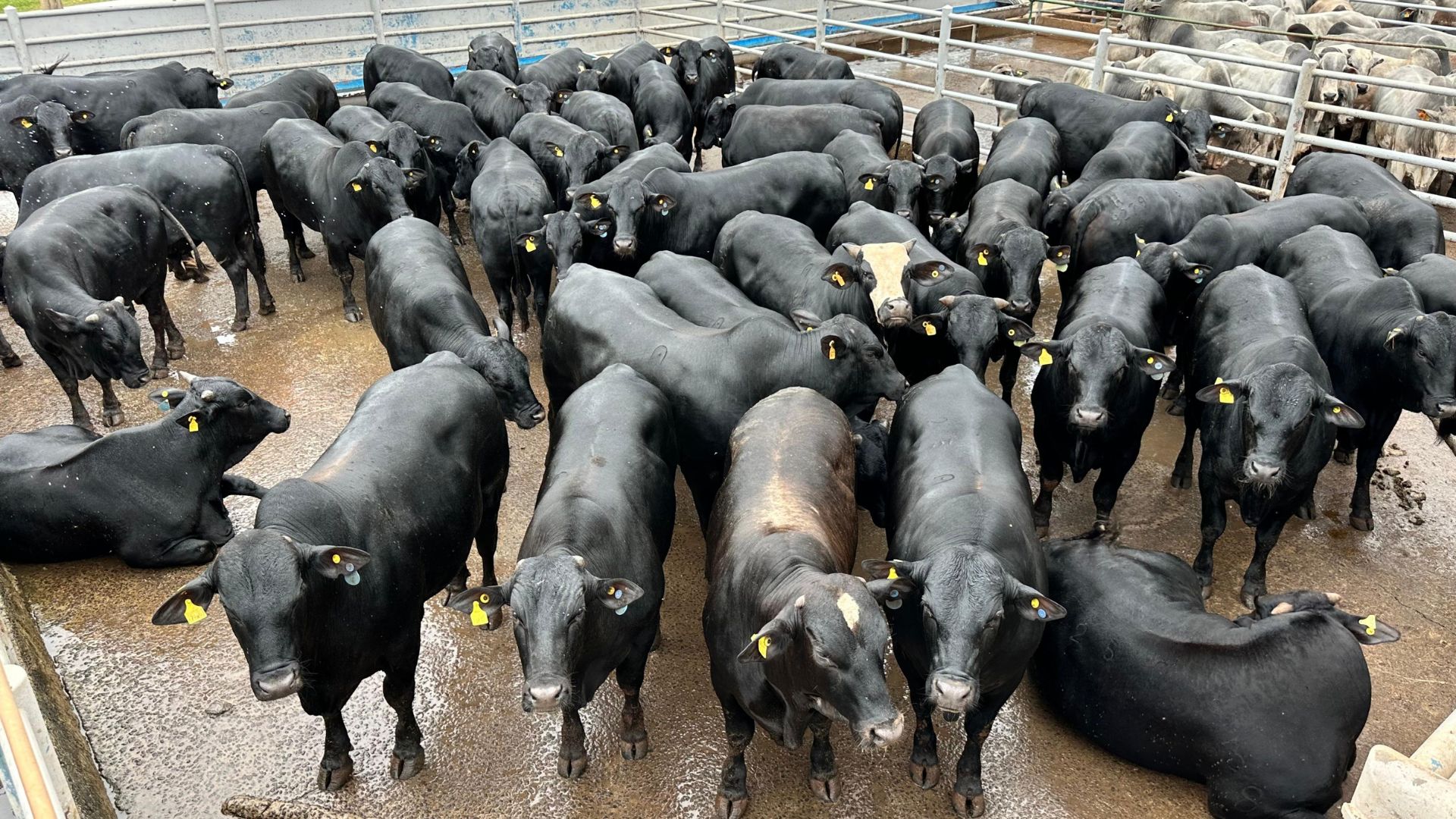Boiada 100% jovem de 24@ rende bônus gordo em MS (Foto: Divulgação).