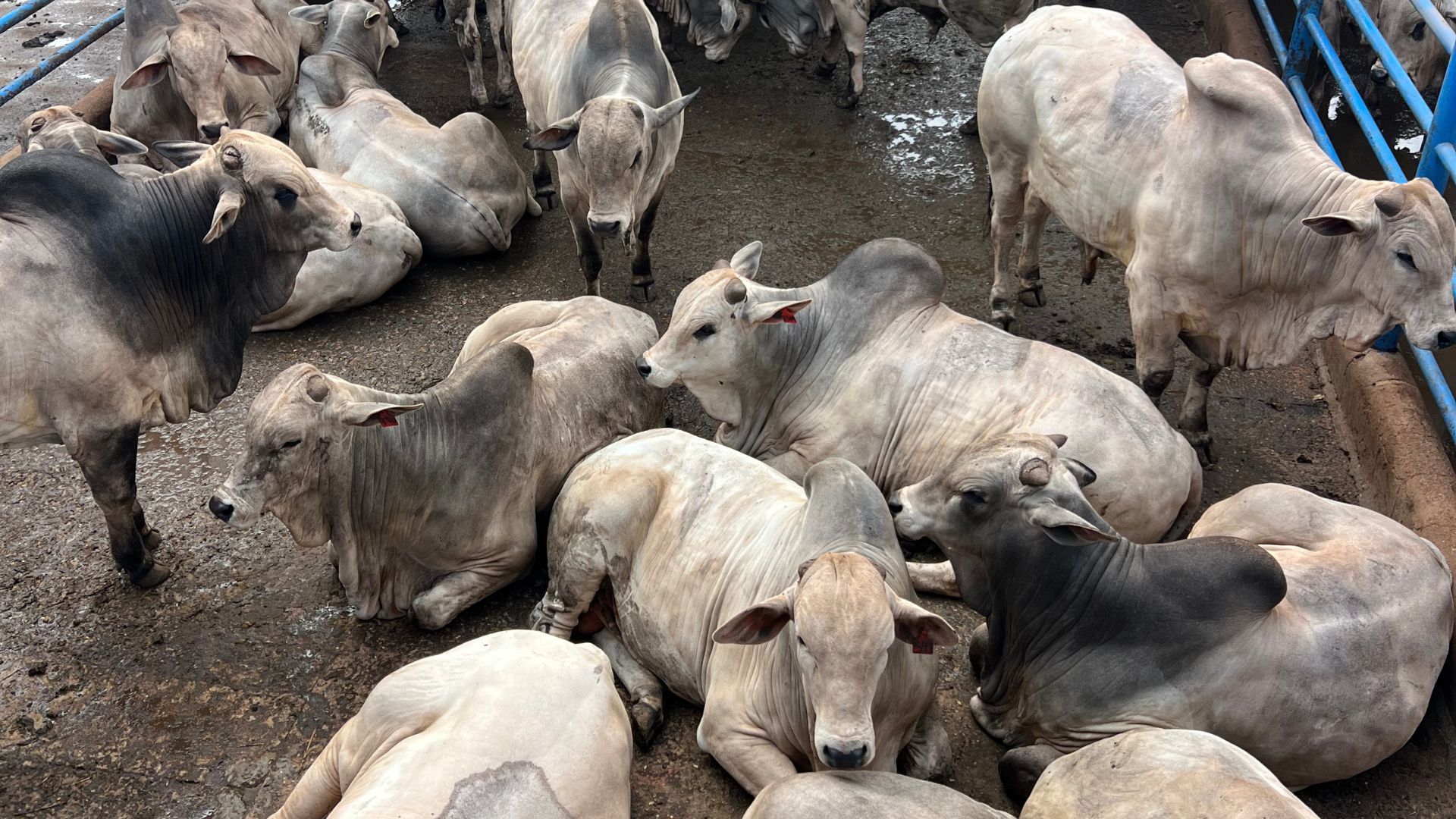 PMGZ Carne: iniciativa garante animais mais pesados na estação de monta (Foto: Divulgação).