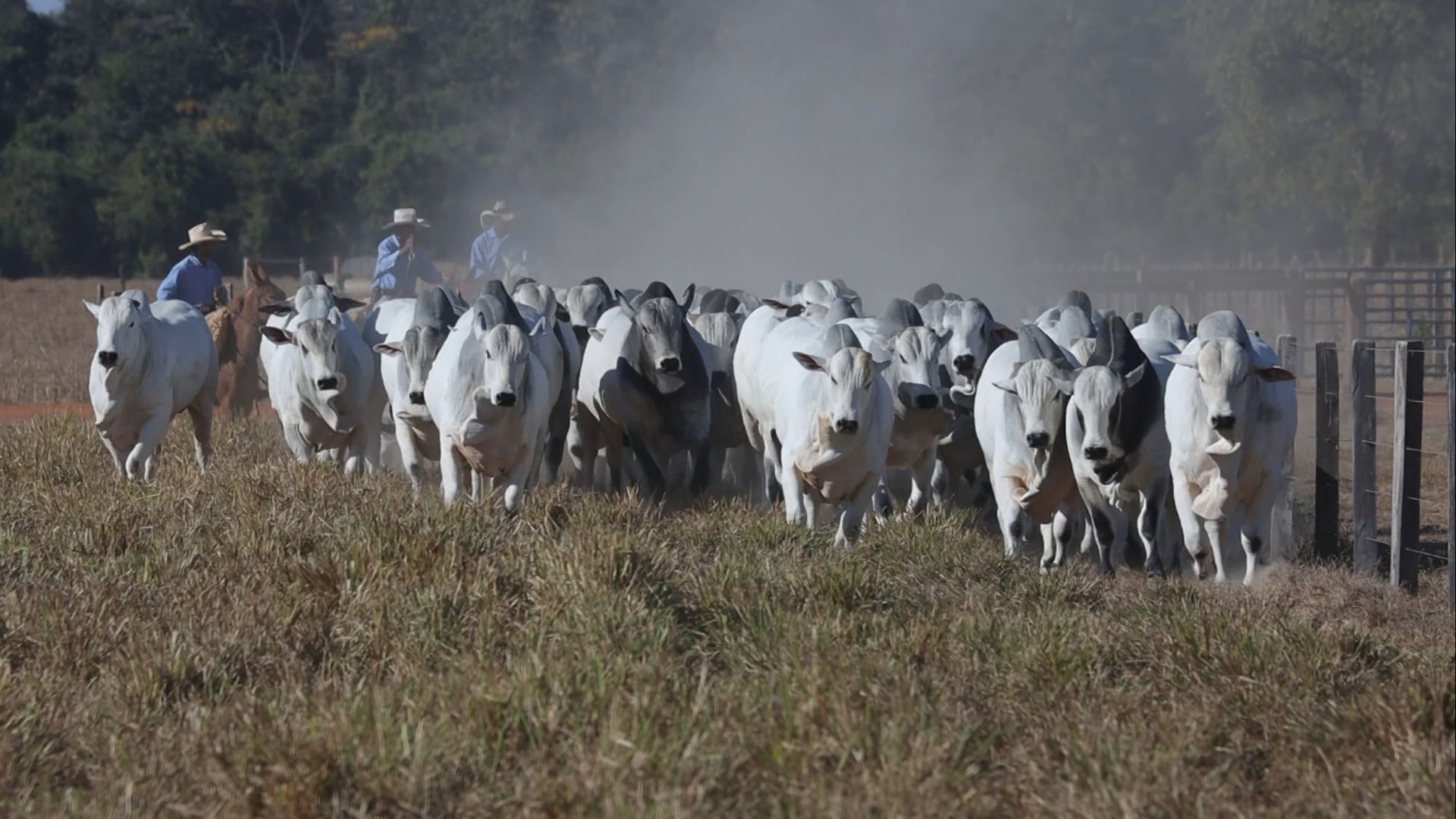 PMGZ Carne: iniciativa garante animais mais pesados na estação de monta (Foto: Reprodução/Giro do Boi).