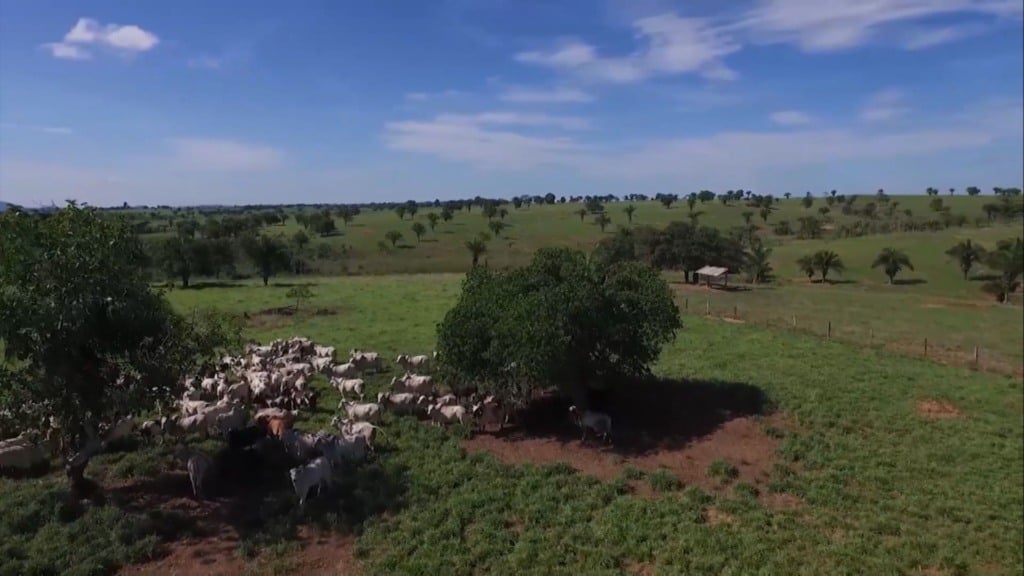 Pastejo rotativo ou ultradenso? Entenda as diferenças no manejo do gado (Foto: Reprodução/Giro do Boi). Pastejo rotativo ou ultradenso? Entenda as diferenças no manejo do gado (Foto: Reprodução/Giro do Boi).