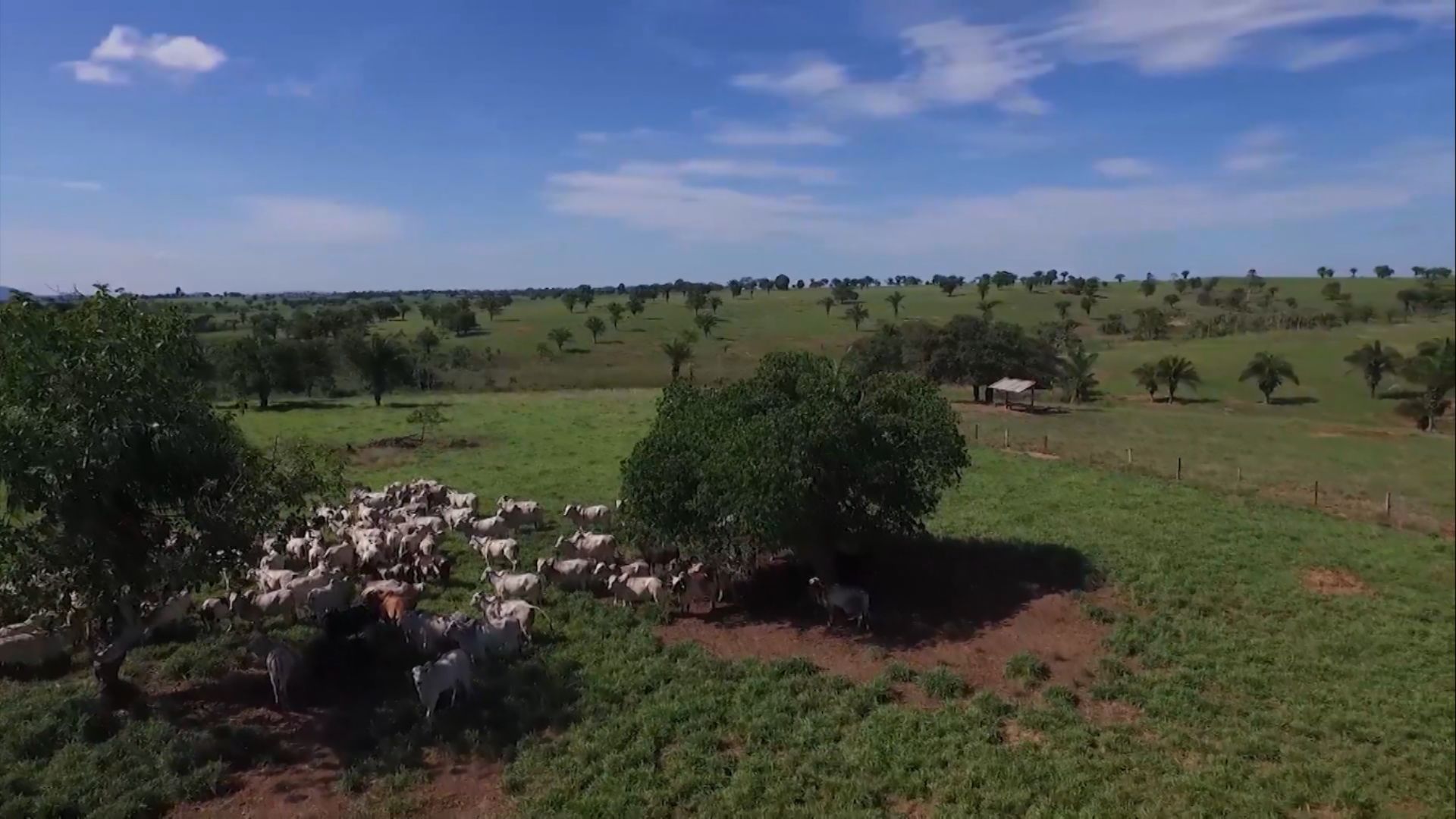 Pastejo rotativo ou ultradenso? Entenda as diferenças no manejo do gado (Foto: Reprodução/Giro do Boi).