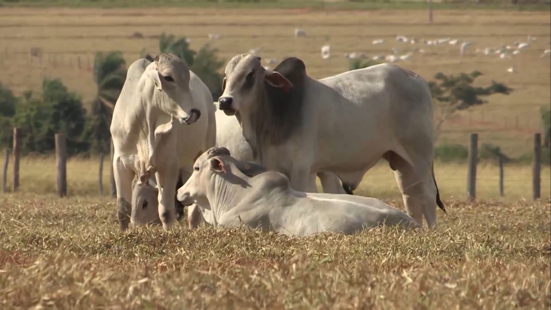 Choveu e o capim rebrotou: como evitar prejuízos com o gado nessa fase? (Foto: Reprodução).