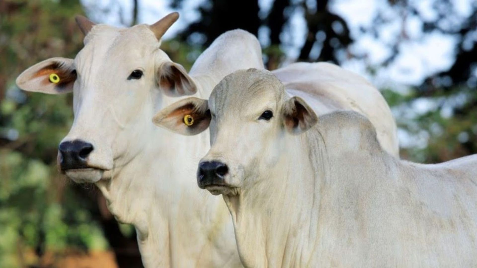 Rio Grande do Sul: Secretaria da Agricultura lança formulário de rastreabilidade para produtores (Foto: Divulgação).