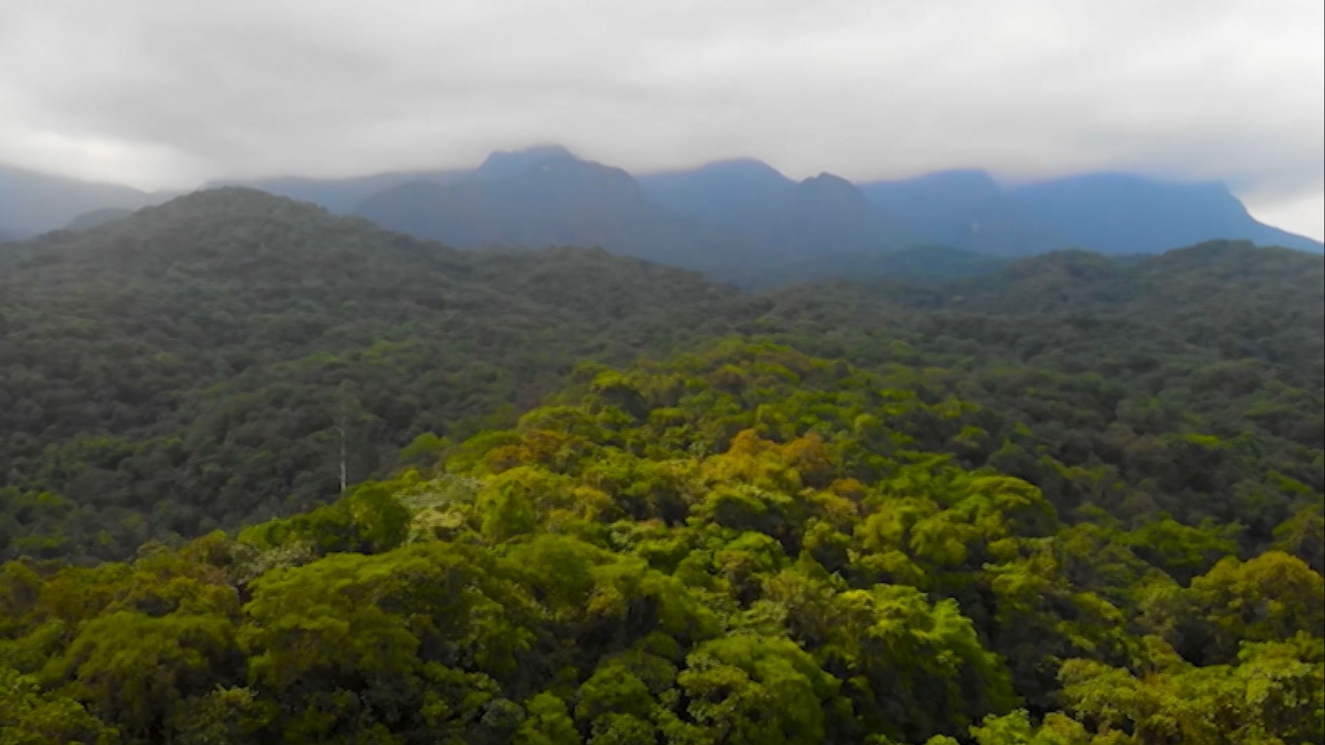 Reserva legal: como transformar excedente de vegetação em ativo ambiental (Foto: Reprodução/Giro do Boi).