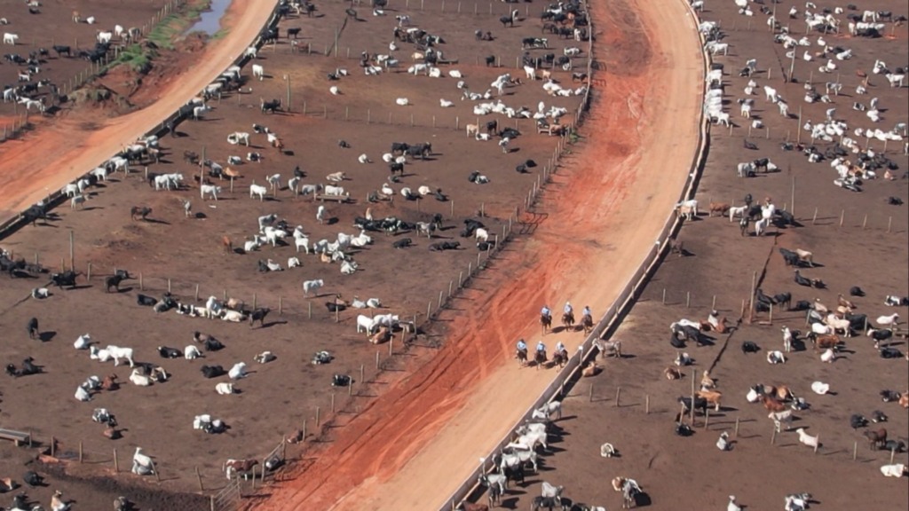 Confinamento: custo vai além da alimentação (Foto: Reprodução). Confinamento: custo vai além da alimentação (Foto: Reprodução).