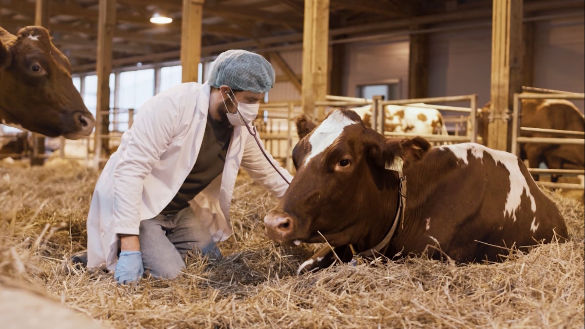 Feiras agropecuárias: entenda o papel do veterinário na sanidade dos rebanhos (Foto: Reprodução/Giro do Boi).