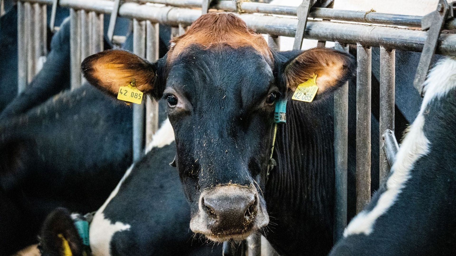 Treinamento no campo é chave para detectar doenças e proteger o rebanho (Foto: Pixabay).