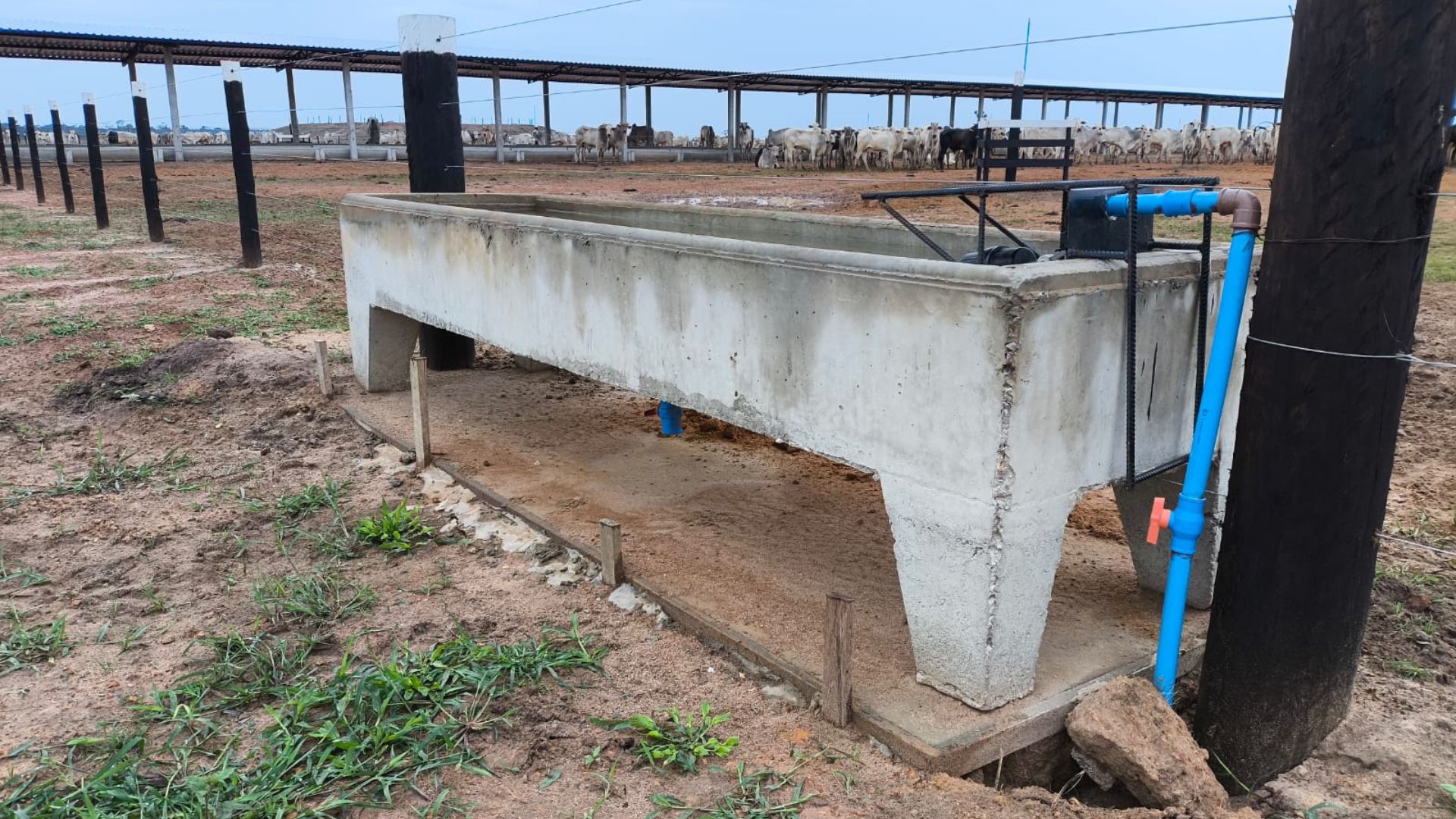 Rondônia: fazenda em Cerejeiras se destaca pela pecuária intensiva (Foto: Divulgação).
