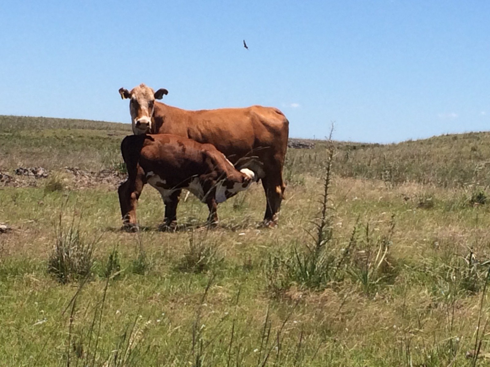 Estação de monta: como turbinar a taxa de prenhez no período? (Foto: Divulgação).