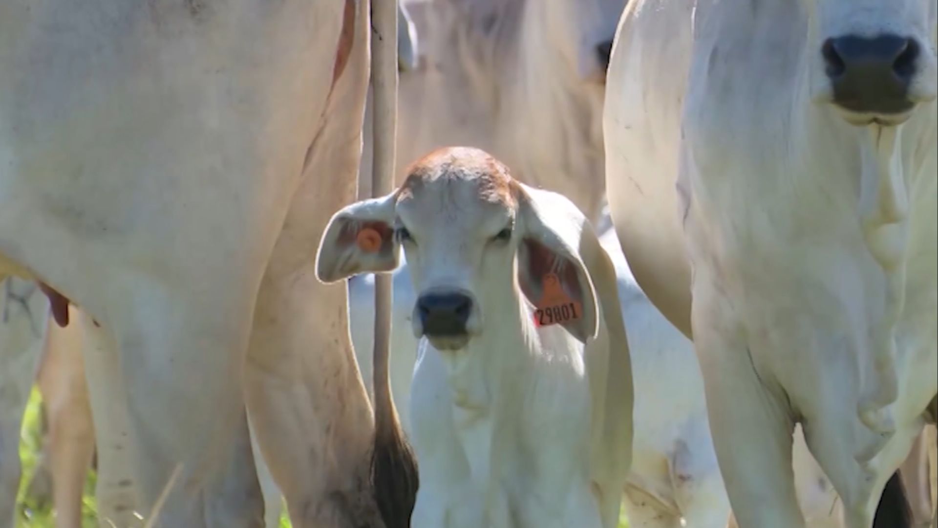 Foto: Reprodução/Giro do Boi.