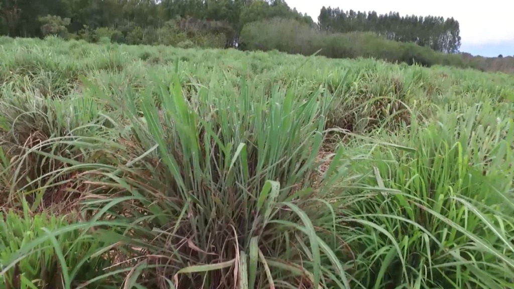 Qual capim usar em área alagada ou pedregosa? (Foto: Reprodução/Giro do Boi).