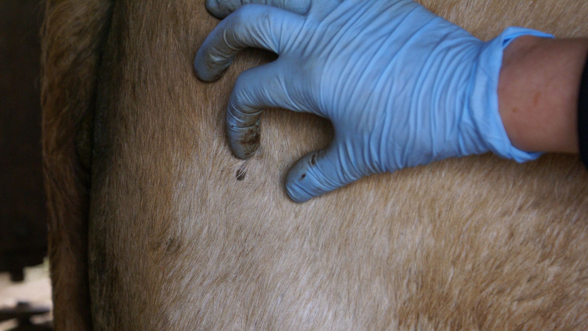 Controle do carrapato: circuitos técnicos no RS ajudam produtores rurais (Foto: Cristina Brito/Embrapa).