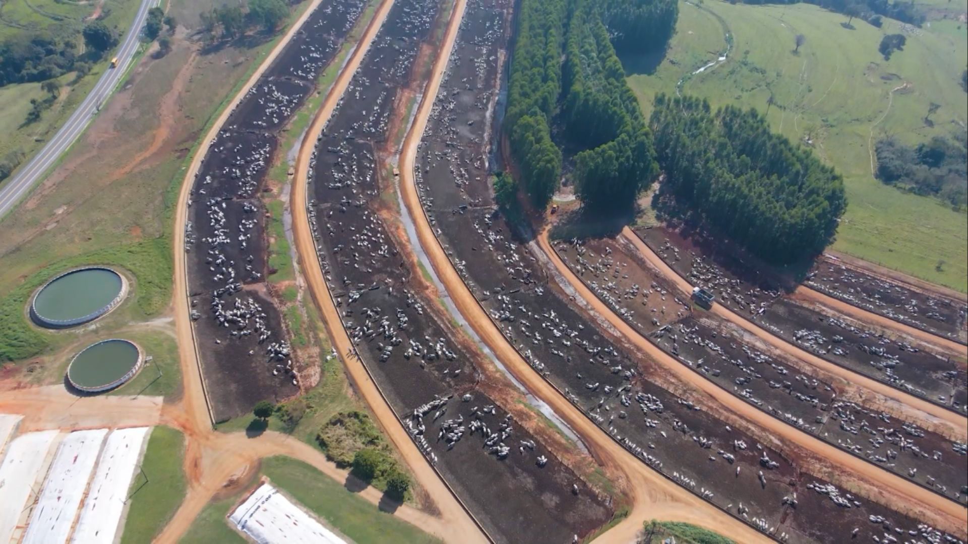 Redução de custos estimula confinamento de gado e garante margem de 50% por cabeça (Foto: Reprodução/Giro do Boi).