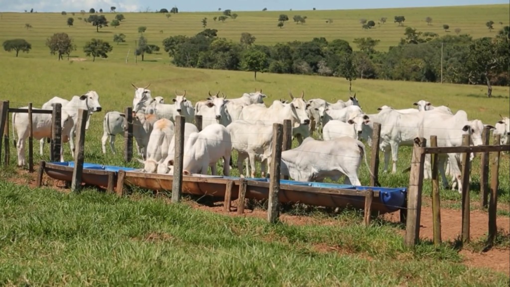 Foto: Reprodução/Giro do Boi.
