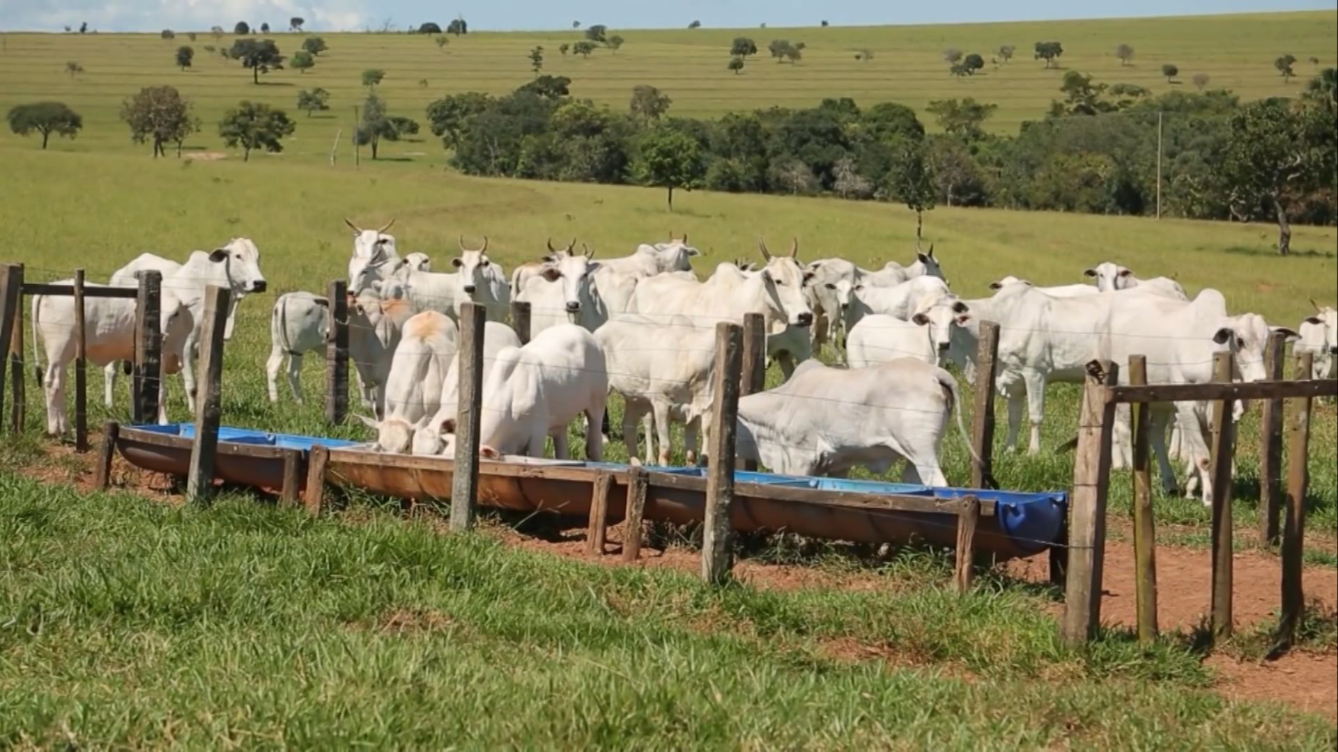 Foto: Reprodução/Giro do Boi.