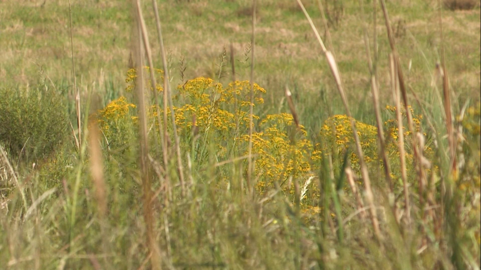 Herbicida no início do pasto? Especialista explica a hora certa de controlar daninhas (Foto: Reprodução).