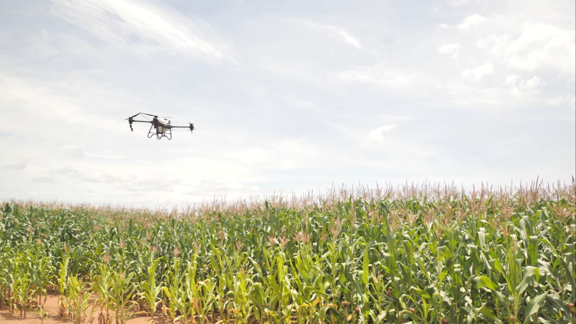 Foto: Reprodução/Giro do Boi.