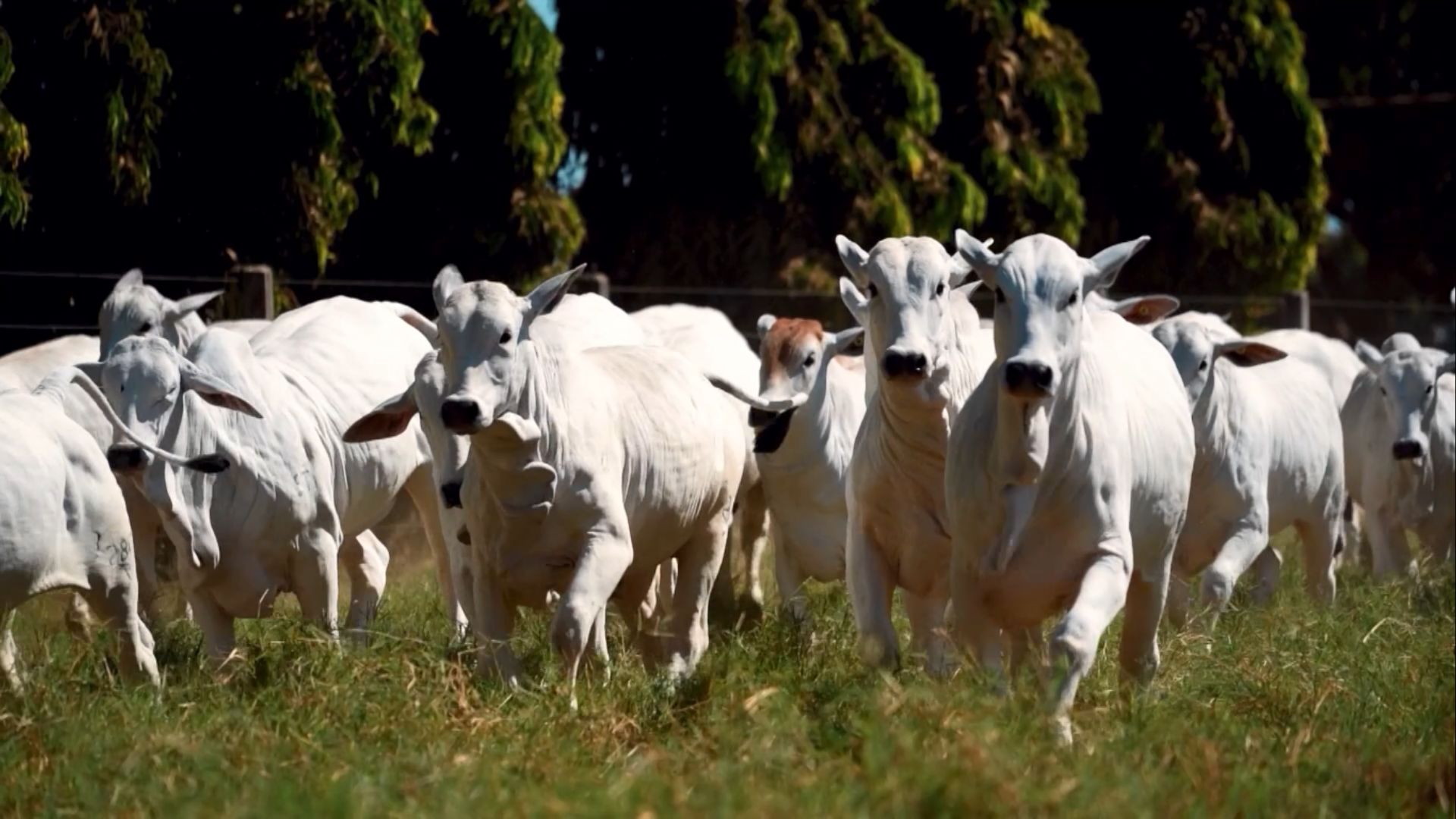 Foto: Reprodução Giro do Boi