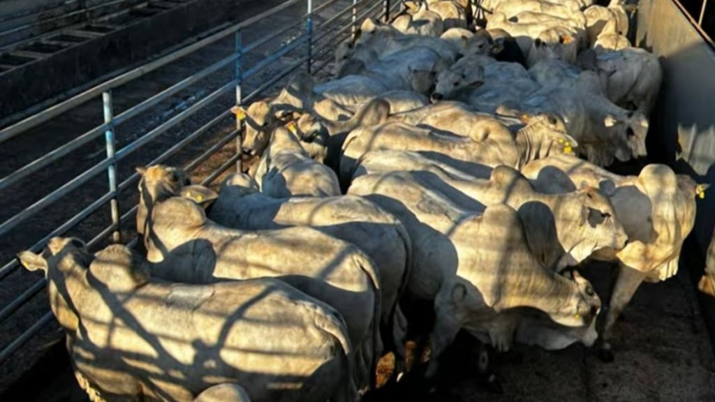 Reprodução/Giro do Boi.