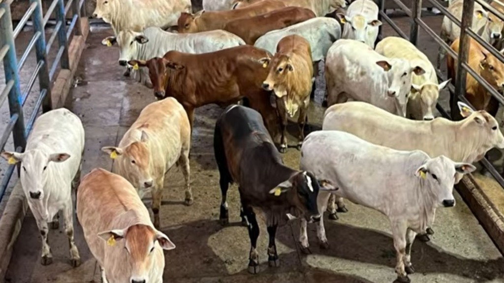 Foto: Reprodução/Giro do Boi.