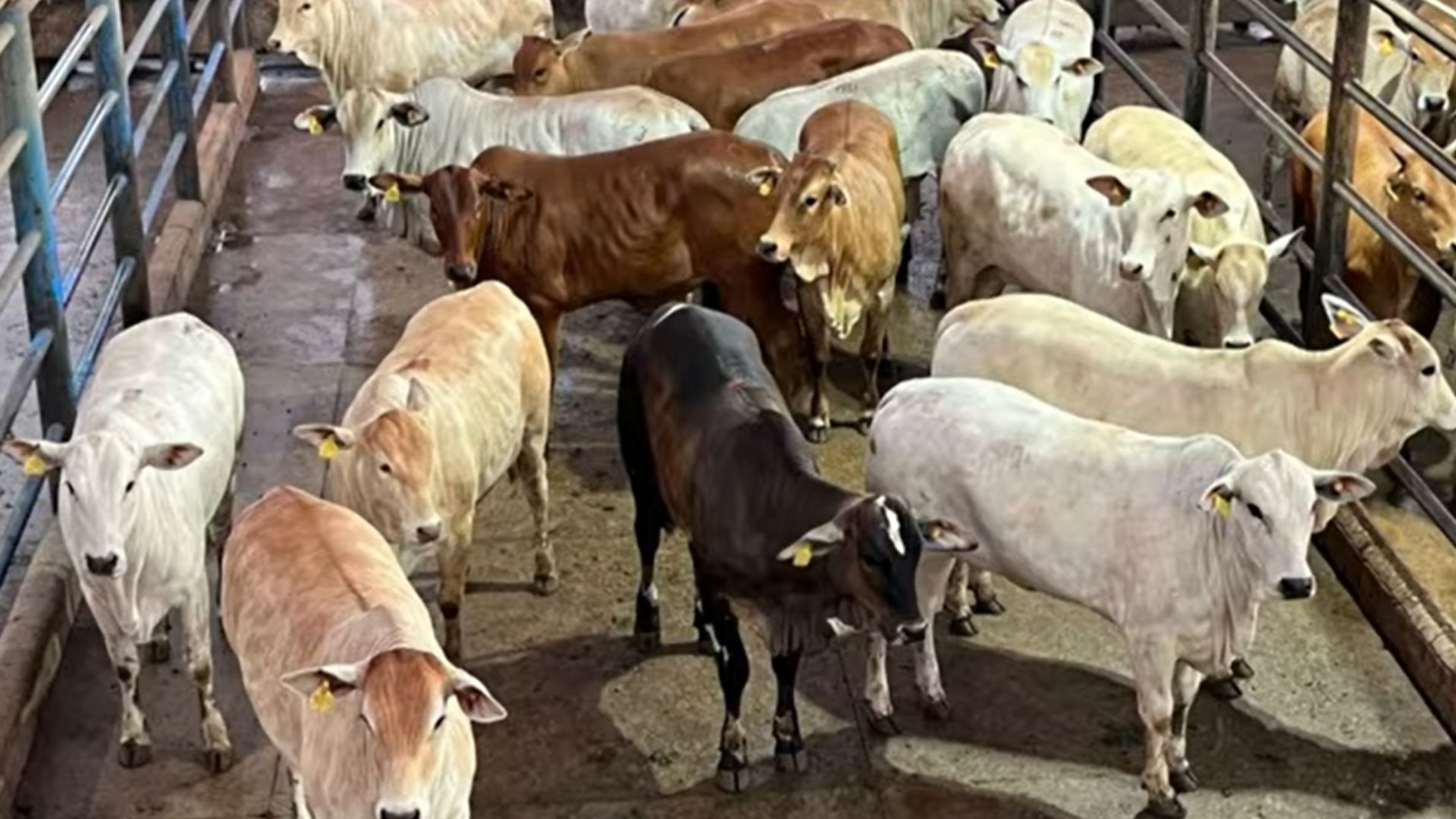 Foto: Reprodução/Giro do Boi.