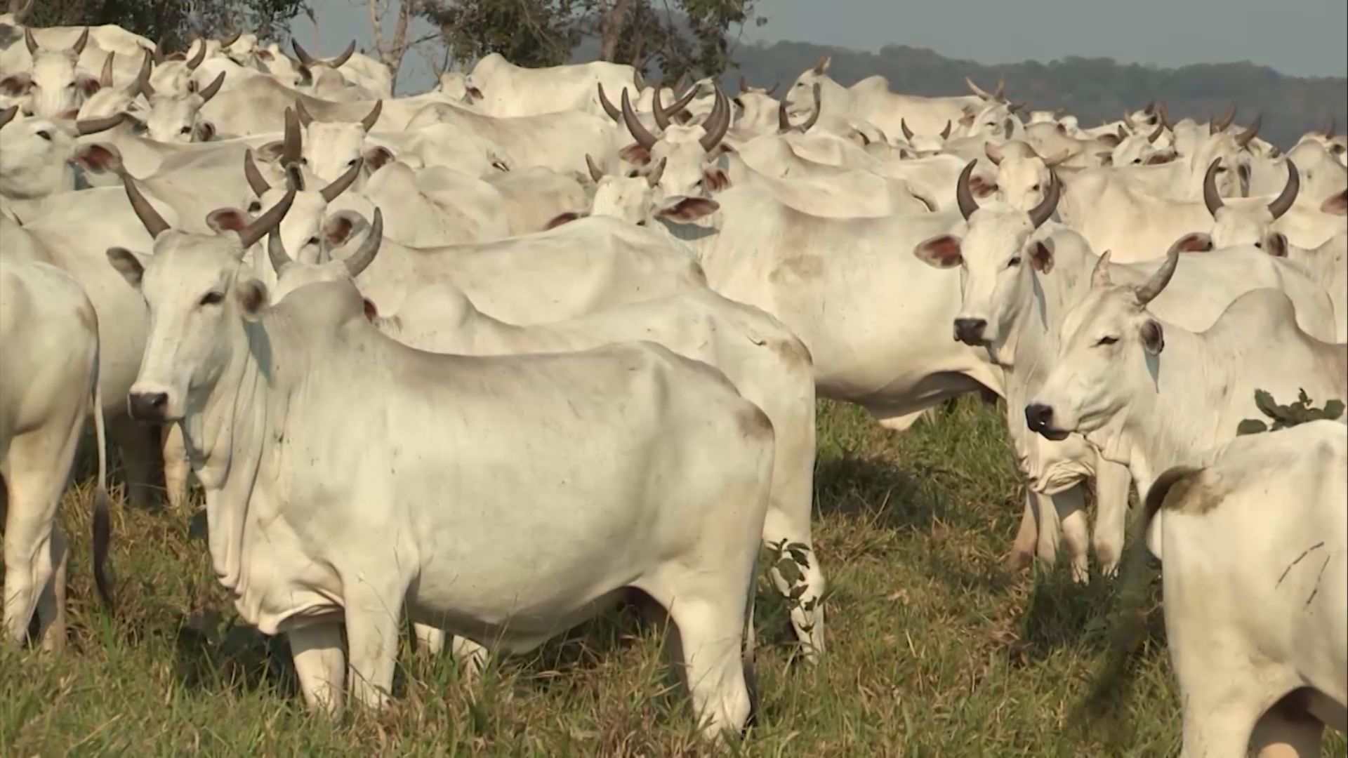 Foto: Reprodução/Giro do Boi.