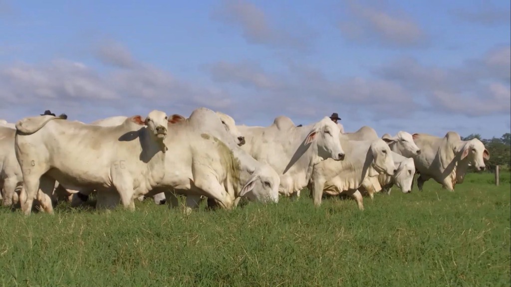 Foto: Divulgação/Giro do Boi.
