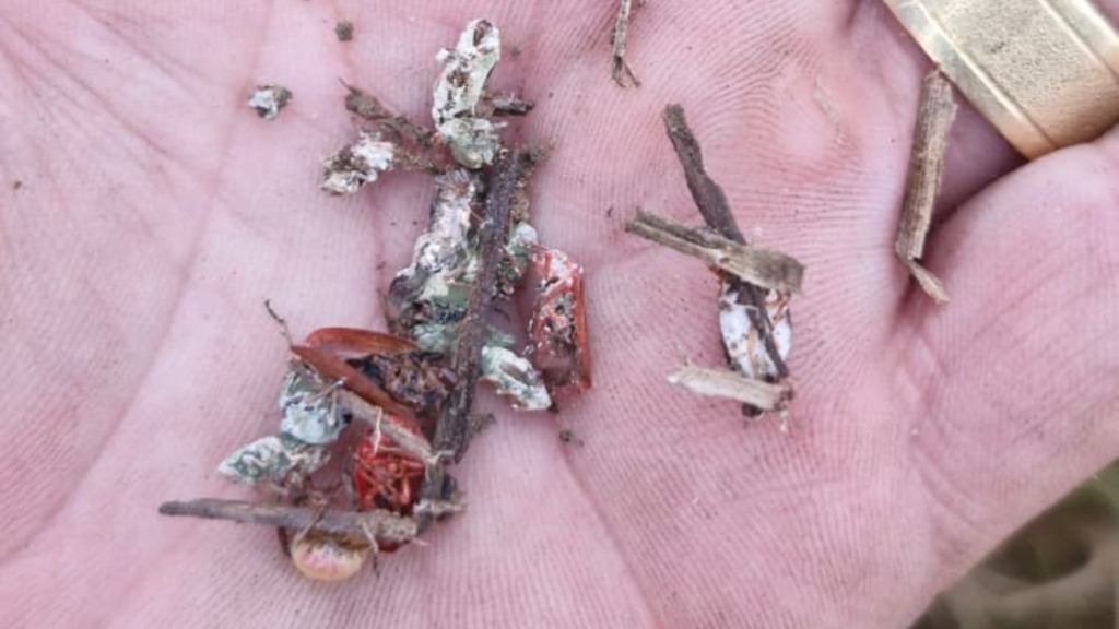 Período das águas: como proteger as pastagens contra insetos? (Foto: Divulgação). Período das águas: como proteger as pastagens contra insetos? (Foto: Divulgação).