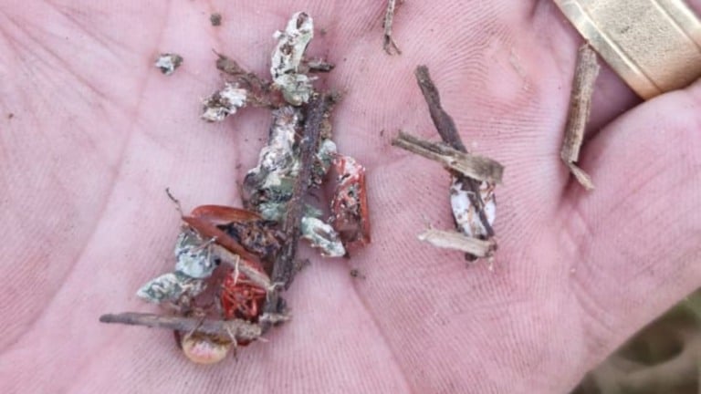 Período das águas: como proteger as pastagens contra insetos? (Foto: Divulgação).