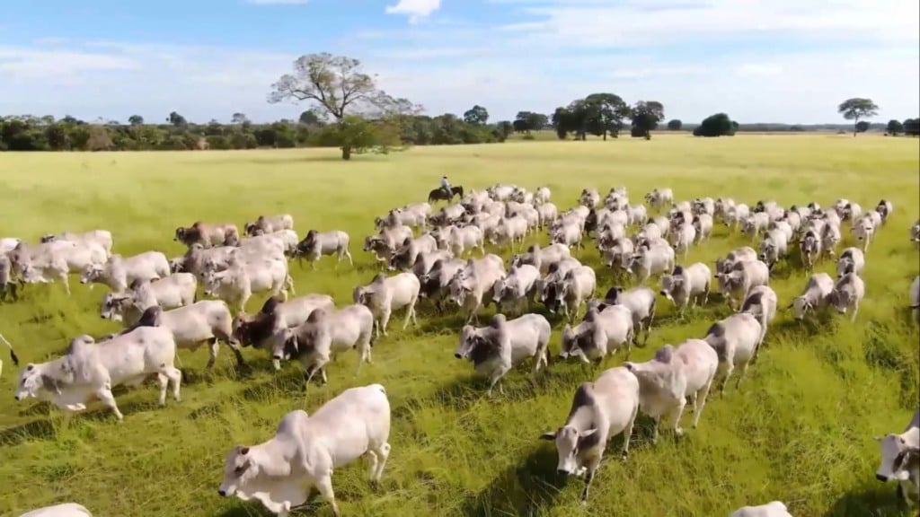 Foto: Reprodução/Giro do Boi.